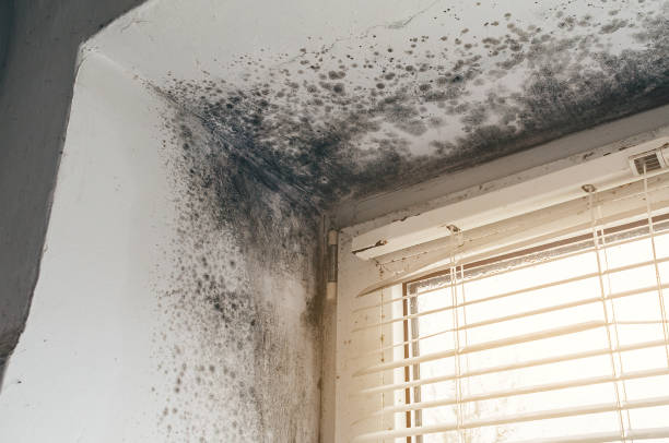 Affordable Mold Removal solutions in Williamsburg, MI